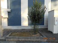 レオネクストプルーニャ 庭