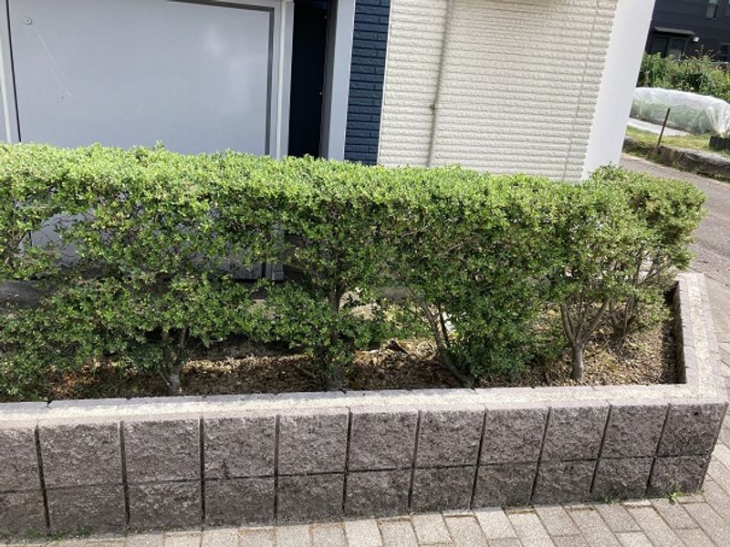 レオネクストすみれ 庭