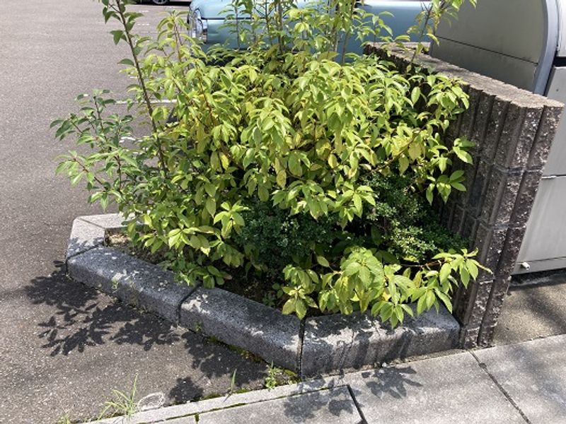 レオパレスＩｚｕｍｉ　Ⅰ 庭