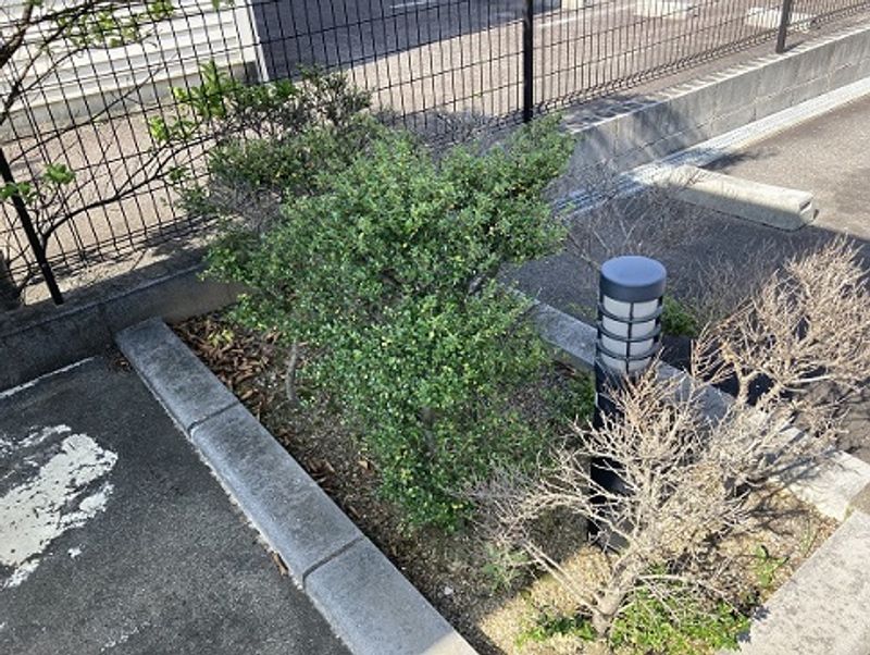 レオネクスト白山Ⅱ 庭