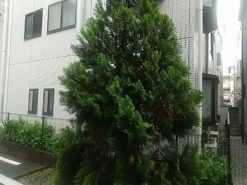 leopalace Cozy Court KI 전망