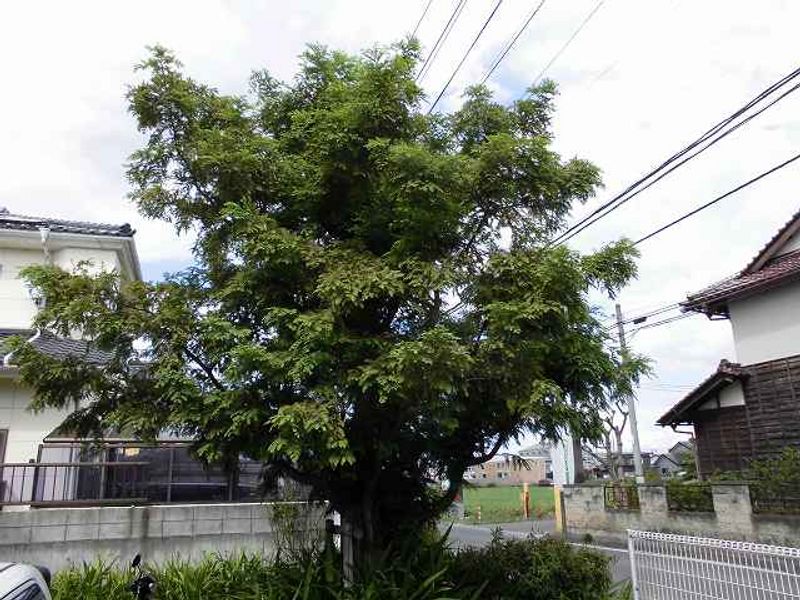 レオパレス新町 庭