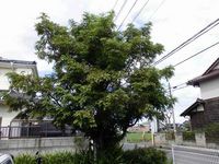 レオパレス新町 庭