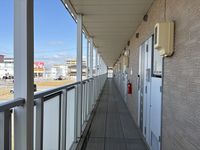 LEONEXT Morning Glory Other