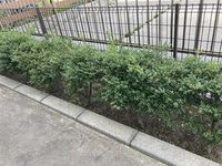 レオネクストラウール 庭