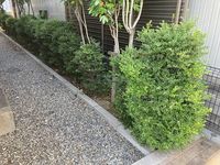 レオパレスマハロ 庭