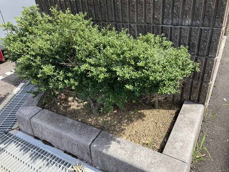 レオパレスＫＡＺＵＭＩ 庭