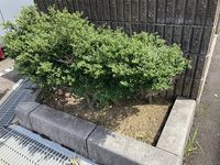 レオパレスＫＡＺＵＭＩ 庭