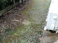 レオパレスサニーヒル紫原 バルコニー