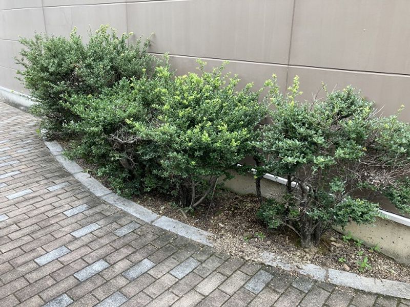 レオパレス清本町 庭