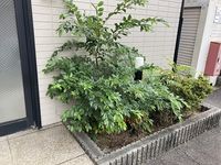 レオパレス新開 庭