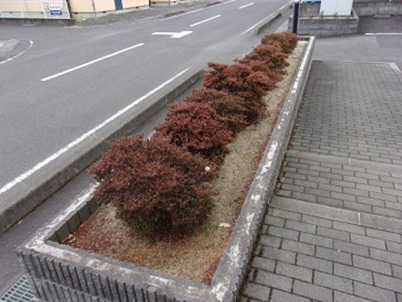 レオパレス中屋敷Ａ 庭