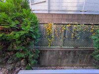 leopalace Lively Star II Tầm nhìn