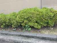 レオパレス明和 庭