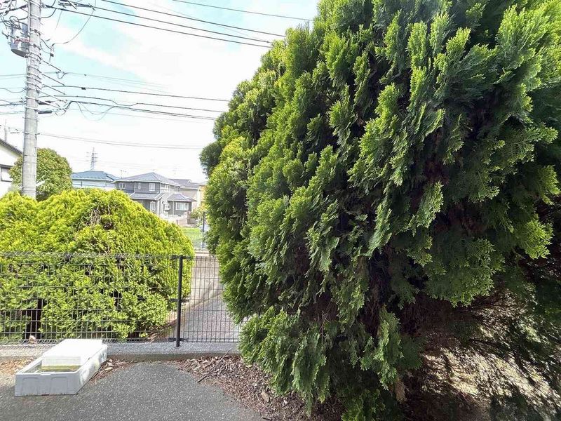 leopalace Spring B 视野