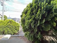 leopalace Spring B 视野