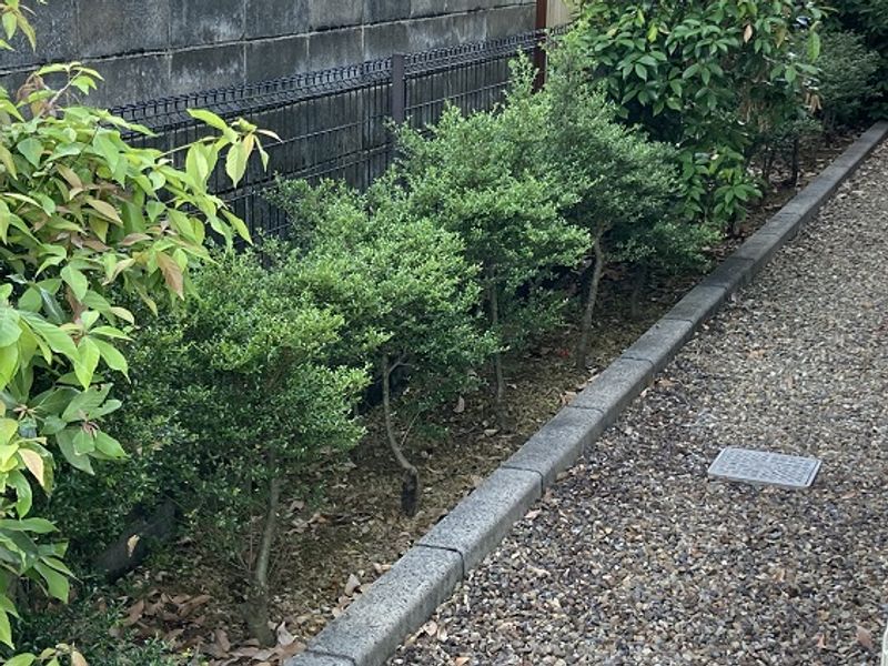 レオパレスアドミレイション 庭