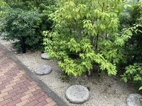 レオパレススプリングＡ 庭