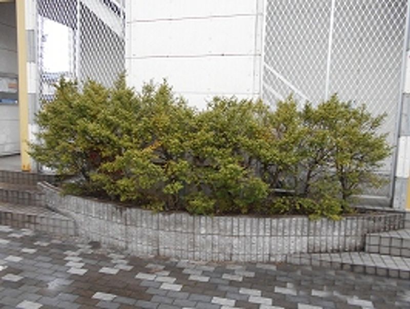 レオパレスオアシス 庭