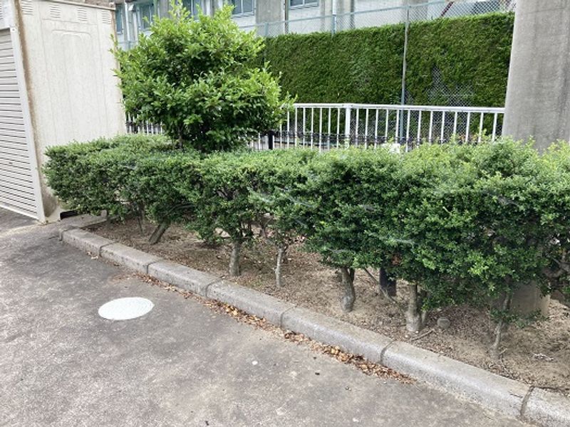 レオパレスＨａｙａｓｈｉⅡ 庭