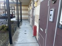 leopalace Pinus Khác