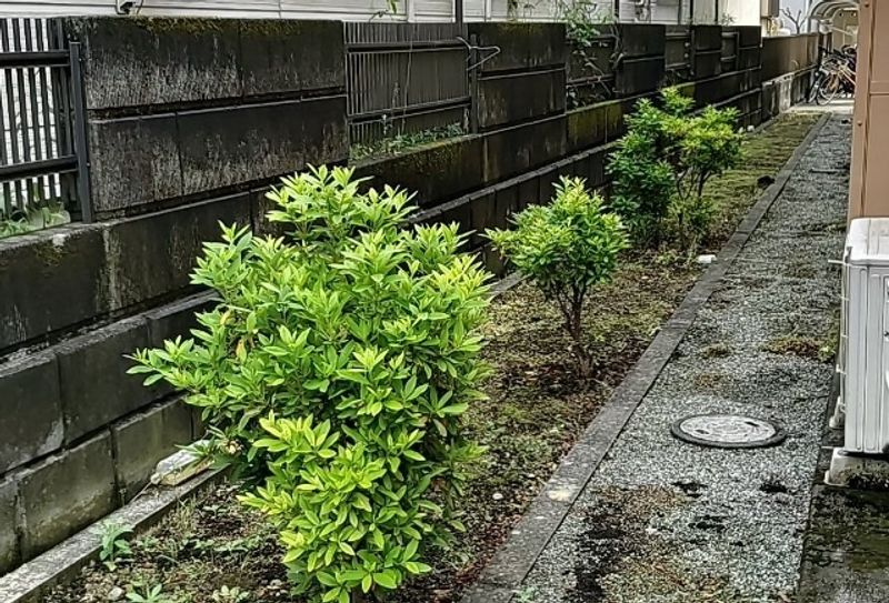 レオパレス花水木 庭