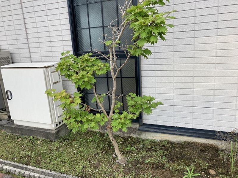 レオパレス鏡島 庭