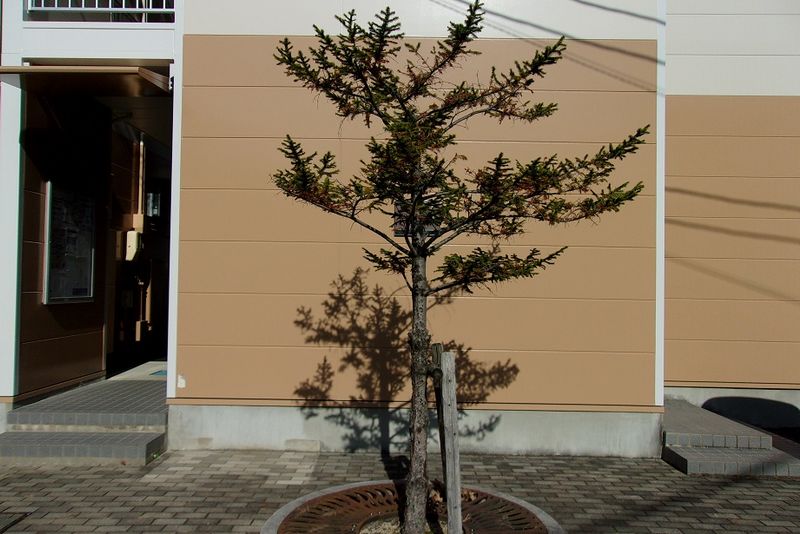レオパレスラ　ペンナ 庭
