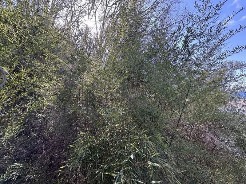 LEONEXT Orange Hills 视野