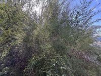 LEONEXT Orange Hills 视野