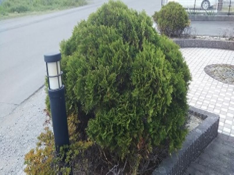 レオパレステラス花みずき その他