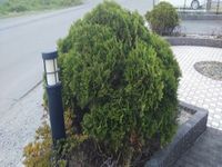 レオパレステラス花みずき その他