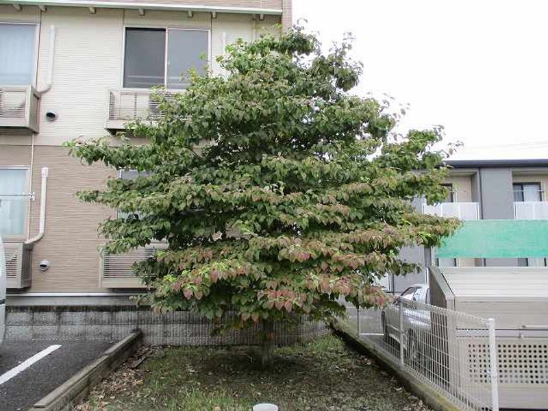 レオネクストミキフィールド 庭