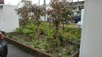 レオパレス太平寺 庭