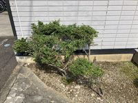 レオパレスＣＯＺＹ−ＹＡＮＡＩＺＵ 庭