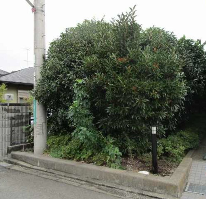 レオパレスひだまり 庭