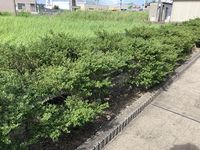 レオパレスメディオ 庭