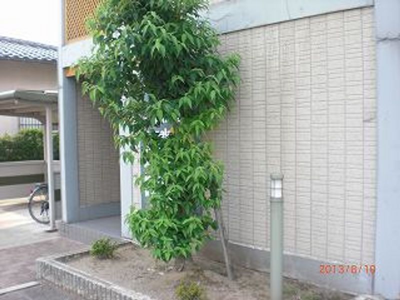 レオパレスファミーユσ 庭