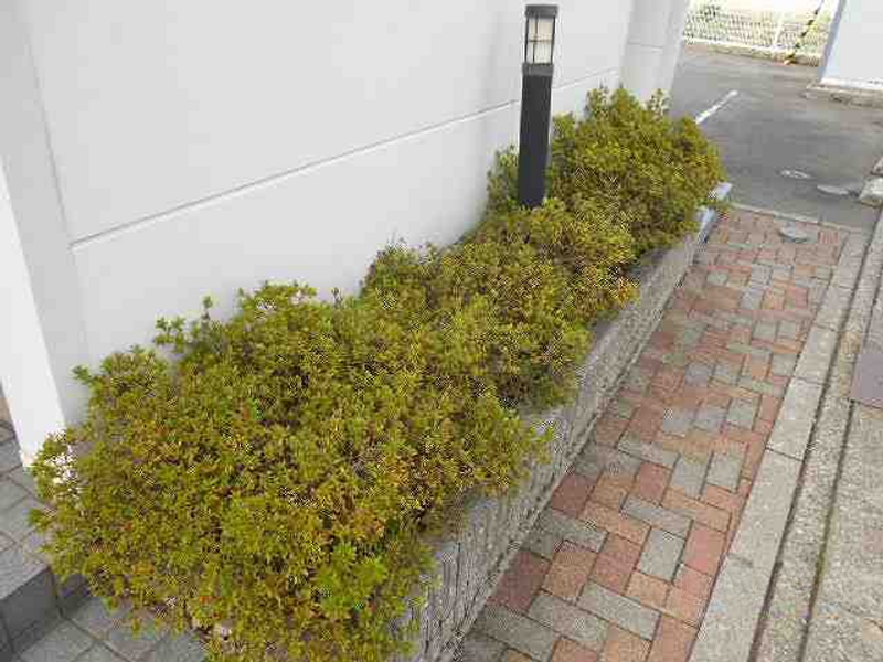 leopalace apple 기타